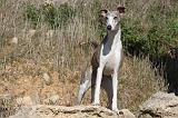 WHIPPET 116